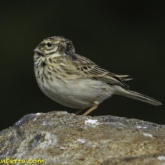 Anthus australis (Australian Pipit) at Molonglo Valley, ACT - 12 Oct 2018 by JonSteinbeck