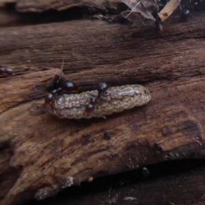 Acrodipsas myrmecophila at suppressed - suppressed