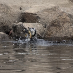 Microcarbo melanoleucos at Lyneham, ACT - 14 Oct 2018