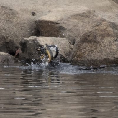 Microcarbo melanoleucos (Little Pied Cormorant) at Lyneham Wetland - 14 Oct 2018 by AlisonMilton