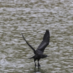 Phalacrocorax sulcirostris (Little Black Cormorant) at Molonglo Valley, ACT - 11 Oct 2018 by BIrdsinCanberra