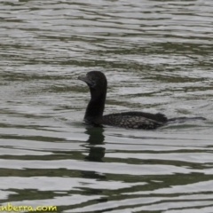 Phalacrocorax sulcirostris at Molonglo Valley, ACT - 12 Oct 2018 09:04 AM