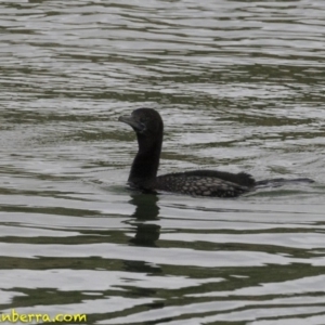 Phalacrocorax sulcirostris at Molonglo Valley, ACT - 12 Oct 2018 09:04 AM