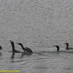 Phalacrocorax sulcirostris at Molonglo Valley, ACT - 12 Oct 2018