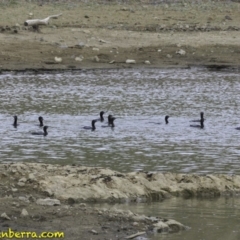 Phalacrocorax sulcirostris at Molonglo Valley, ACT - 12 Oct 2018 09:04 AM