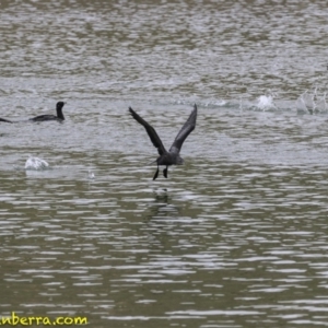 Phalacrocorax sulcirostris at Molonglo Valley, ACT - 12 Oct 2018