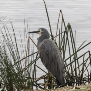 Egretta novaehollandiae at Kingston, ACT - 14 Oct 2018