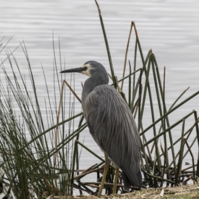 Egretta novaehollandiae (White-faced Heron) at Kingston, ACT - 14 Oct 2018 by AlisonMilton