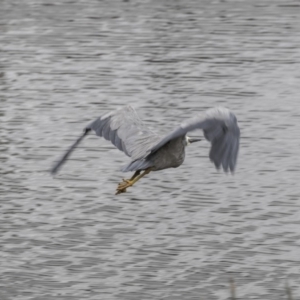 Egretta novaehollandiae at Kingston, ACT - 14 Oct 2018