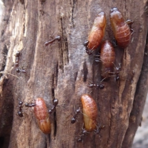 Acrodipsas myrmecophila at suppressed - suppressed