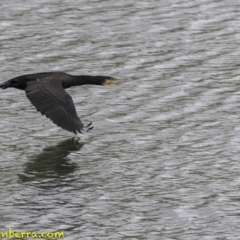 Phalacrocorax carbo (Great Cormorant) at National Arboretum Forests - 11 Oct 2018 by BIrdsinCanberra