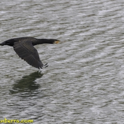 Phalacrocorax carbo (Great Cormorant) at Molonglo Valley, ACT - 11 Oct 2018 by BIrdsinCanberra