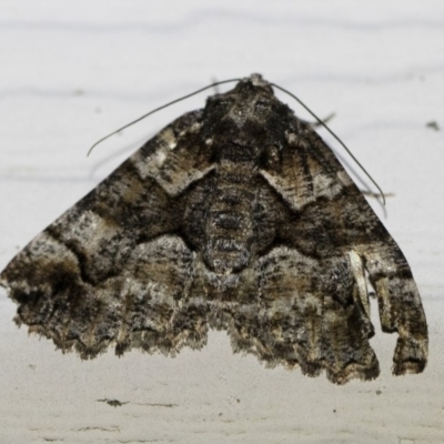 Gastrina cristaria (Wave-lined Geometrid) at Michelago, NSW - 2 Oct 2018 by Illilanga