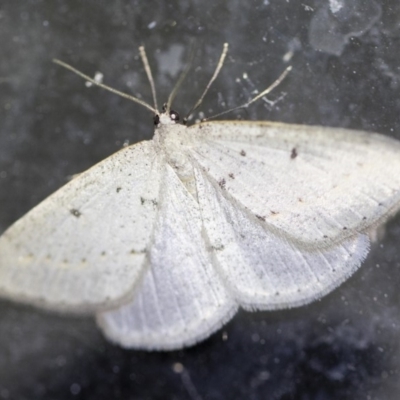 Taxeotis endela (Looper or geometer moth) at Michelago, NSW - 2 Oct 2018 by Illilanga