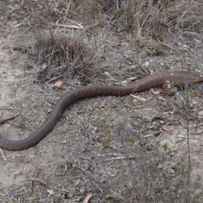 Notechis scutatus (Tiger Snake) at Bungendore, NSW - 14 Oct 2018 by JanetRussell