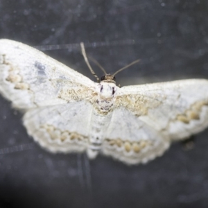 Dithalama cosmospila at Michelago, NSW - 2 Oct 2018 08:04 PM