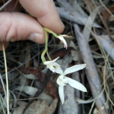 Caladenia sp. (A Caladenia) at Lake George, NSW - 14 Oct 2018 by MPennay