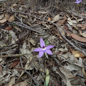 Glossodia major at Lake George, NSW - 14 Oct 2018