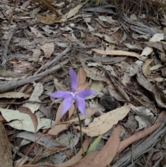 Glossodia major at Lake George, NSW - 14 Oct 2018