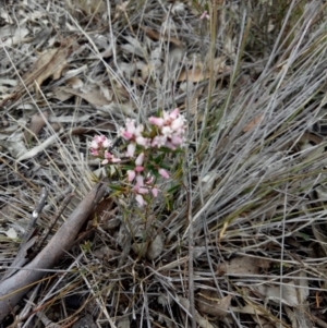 Lissanthe strigosa subsp. subulata at Gundaroo, NSW - 11 Oct 2018