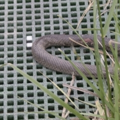 Pseudonaja textilis (Eastern Brown Snake) at Jerrabomberra Wetlands - 14 Oct 2018 by AlisonMilton
