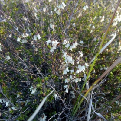 Cryptandra amara (Bitter Cryptandra) at Lake George, NSW - 8 Oct 2018 by MPennay