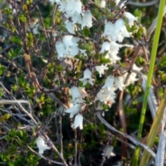 Cryptandra amara at Lake George, NSW - 8 Oct 2018