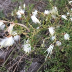 Clematis leptophylla (Small-leaf Clematis, Old Man's Beard) at Federal Golf Course - 14 Oct 2018 by KL