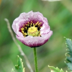 Papaver somniferum subsp. setigerum (Opium Poppy) at Jerrabomberra Wetlands - 14 Oct 2018 by RodDeb