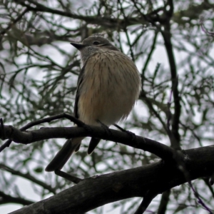 Pachycephala rufiventris at Fyshwick, ACT - 14 Oct 2018