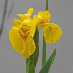 Iris pseudacorus (Yellow Flag) at Fyshwick, ACT - 14 Oct 2018 by RodDeb