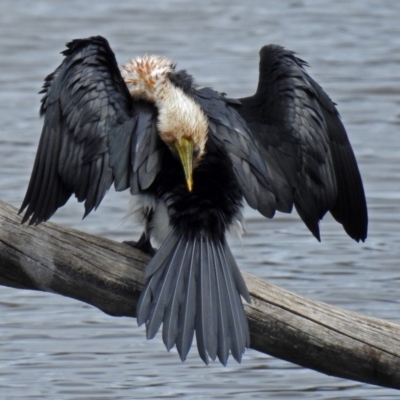 Microcarbo melanoleucos (Little Pied Cormorant) at Fyshwick, ACT - 14 Oct 2018 by RodDeb