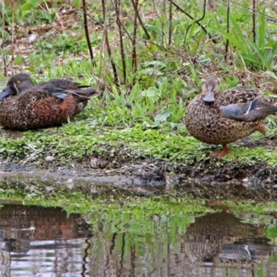 Spatula rhynchotis (Australasian Shoveler) at Fyshwick, ACT - 14 Oct 2018 by RodDeb