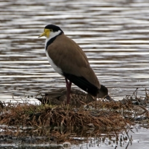 Vanellus miles at Fyshwick, ACT - 14 Oct 2018