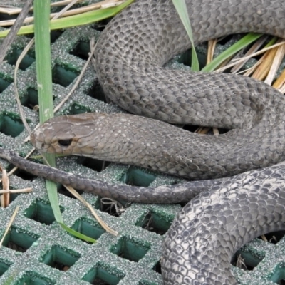 Pseudonaja textilis (Eastern Brown Snake) at Fyshwick, ACT - 14 Oct 2018 by RodDeb