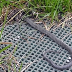 Pseudonaja textilis at Fyshwick, ACT - 14 Oct 2018 01:34 PM