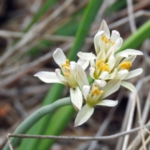 Nothoscordum borbonicum at Fyshwick, ACT - 14 Oct 2018