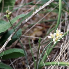 Nothoscordum borbonicum at Fyshwick, ACT - 14 Oct 2018