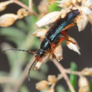 Lepturidea punctulaticollis at Hackett, ACT - 13 Oct 2018 09:40 AM