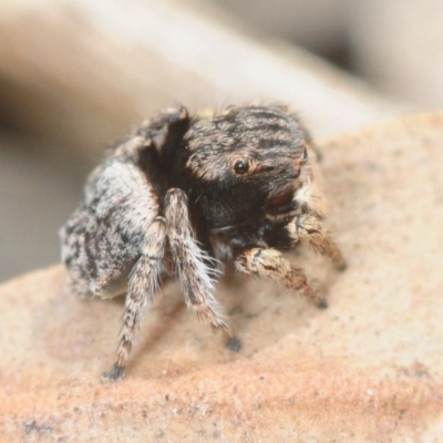 Maratus vespertilio (Bat-like peacock spider) at Bruce, ACT - 13 Oct 2018 by Harrisi