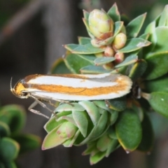 Phytotrypa propriella (A concealer moth) at Hackett, ACT - 13 Oct 2018 by Harrisi