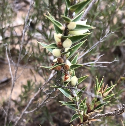 Melichrus urceolatus (Urn Heath) at Sutton, NSW - 8 Oct 2018 by Whirlwind