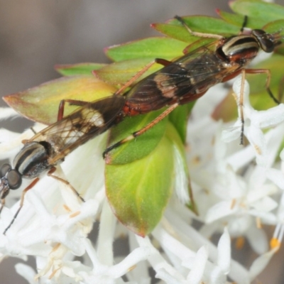 Ectinorhynchus sp. (genus) (A Stiletto Fly) at Theodore, ACT - 13 Oct 2018 by Harrisi