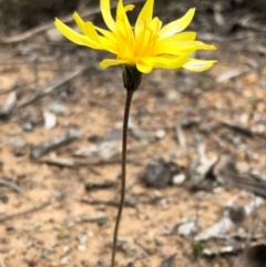 Microseris walteri (Yam Daisy, Murnong) at Sutton, NSW - 8 Oct 2018 by Whirlwind