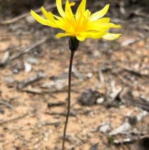 Microseris walteri at Sutton, NSW - 8 Oct 2018