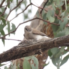 Microeca fascinans (Jacky Winter) at Michelago, NSW - 14 Oct 2018 by KumikoCallaway