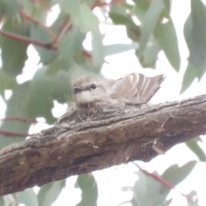 Microeca fascinans at Michelago, NSW - 14 Oct 2018