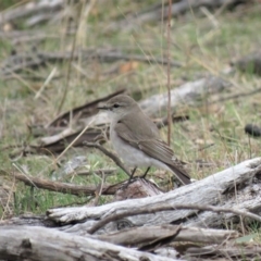 Microeca fascinans at Michelago, NSW - 14 Oct 2018 09:13 AM