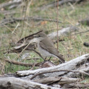 Microeca fascinans at Michelago, NSW - 14 Oct 2018 09:13 AM