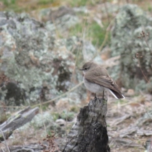 Microeca fascinans at Michelago, NSW - 14 Oct 2018 09:13 AM